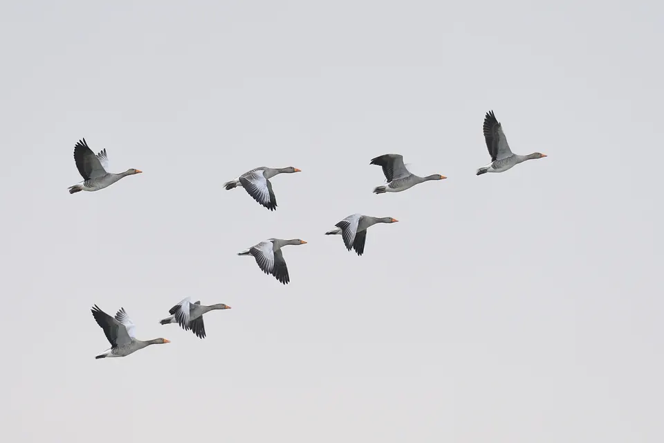 Geese flying in formation