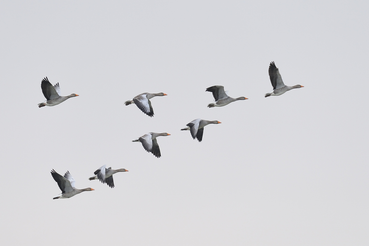 Is Everyone on Your Team Pulling in the Same Direction?
